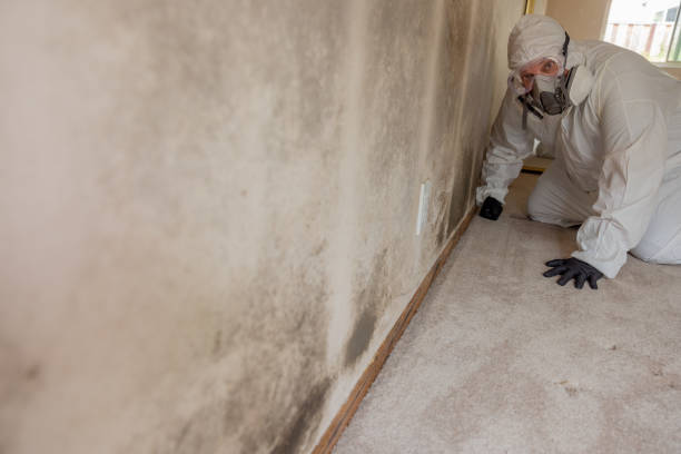 Best Comprehensive Air Testing for Mold Contaminants  in Johnson City, KS